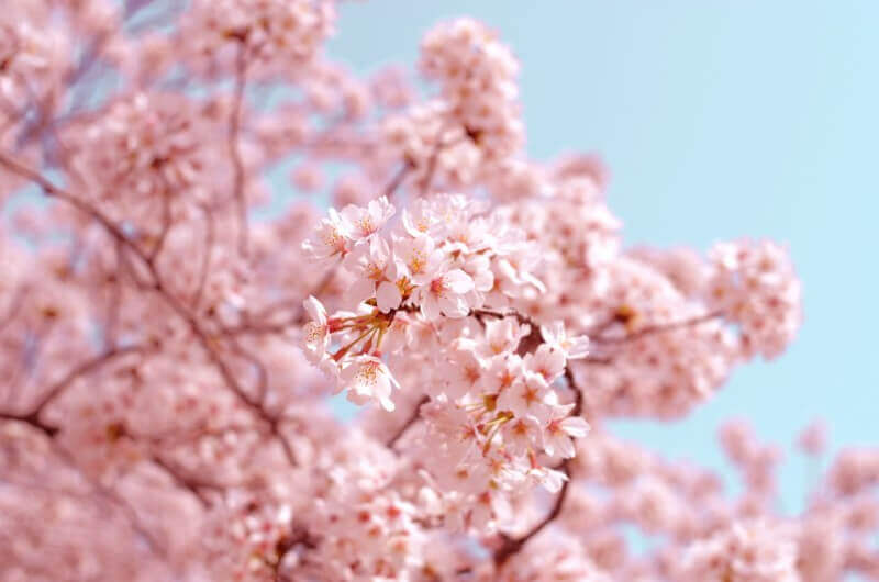 cherry blossom