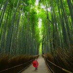 Things To Do In Kyoto In August 2019