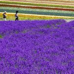 The Best Things To Do In Furano