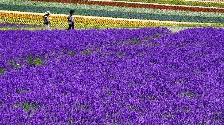 The Best Things To Do In Furano