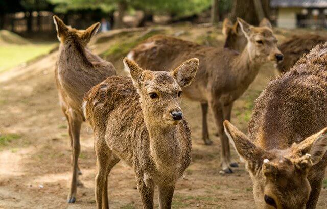 Things To Do In Nara For Family