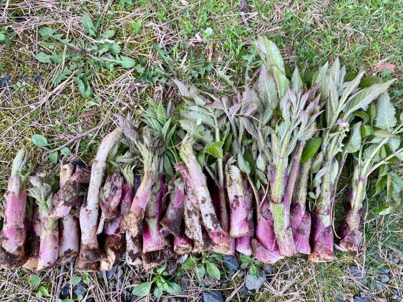 Sado Island Mountain Vegetable Workshop: Forage & Feast with Us!