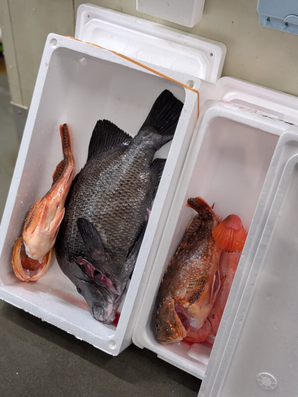 Experience Ikejime & Extreme Fish Tailoring at Toyosu Market