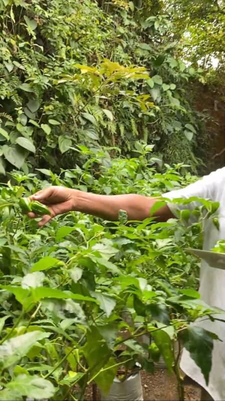 Pick Fresh Ingredients