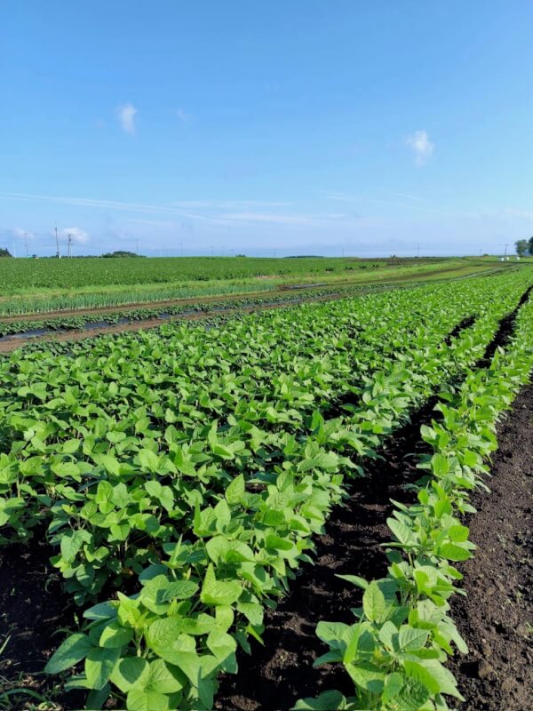 10 min. from the airport