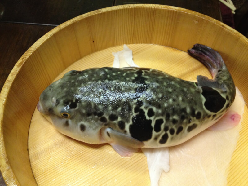 Live Fugu Filleting — Right Before Your Eyes