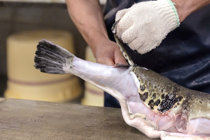 Understanding Fugu — Safety & Tradition