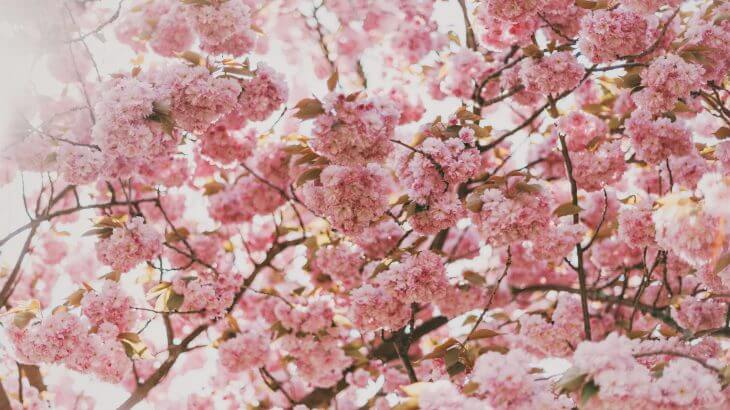 2019年韓国の桜の開花予想～ソウルで桜の見頃はいつ？～